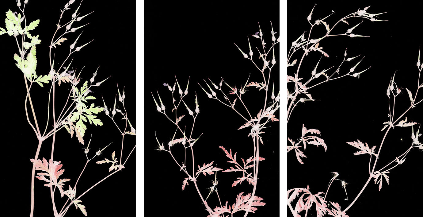 “Yaban Otları” serisinden, Turnagagası (triptik), 2006-2007 — Barbara & Zafer Baran