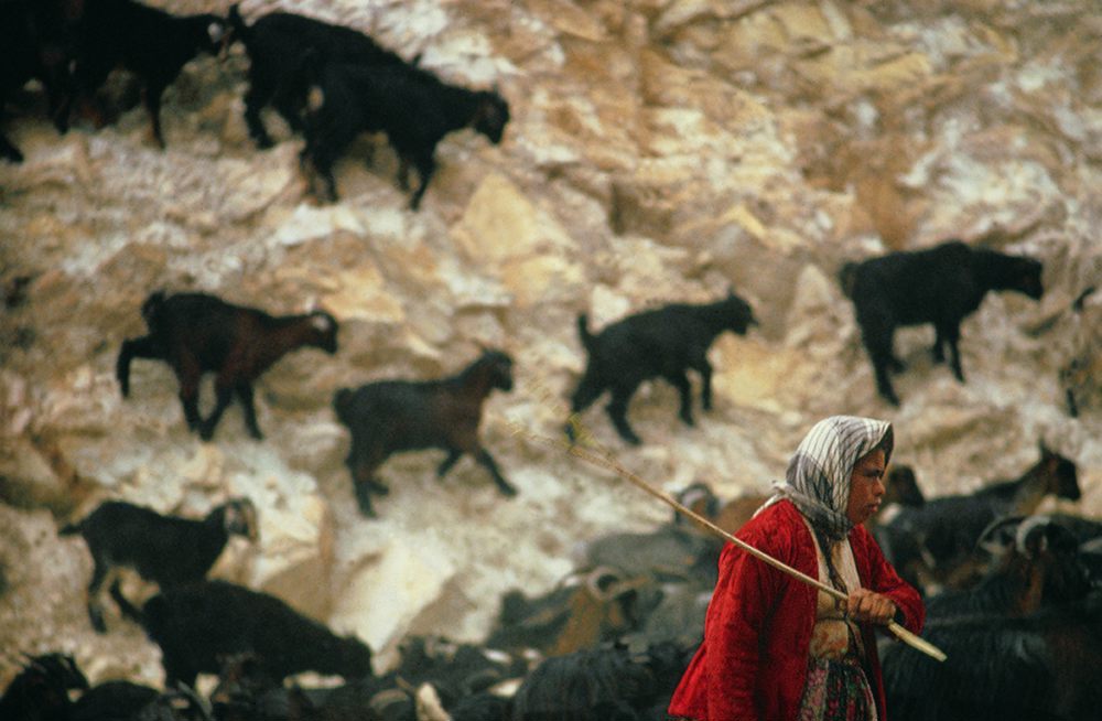 Sürü Dönüyor, Elazığ — Gültekin Çizgen (1984)