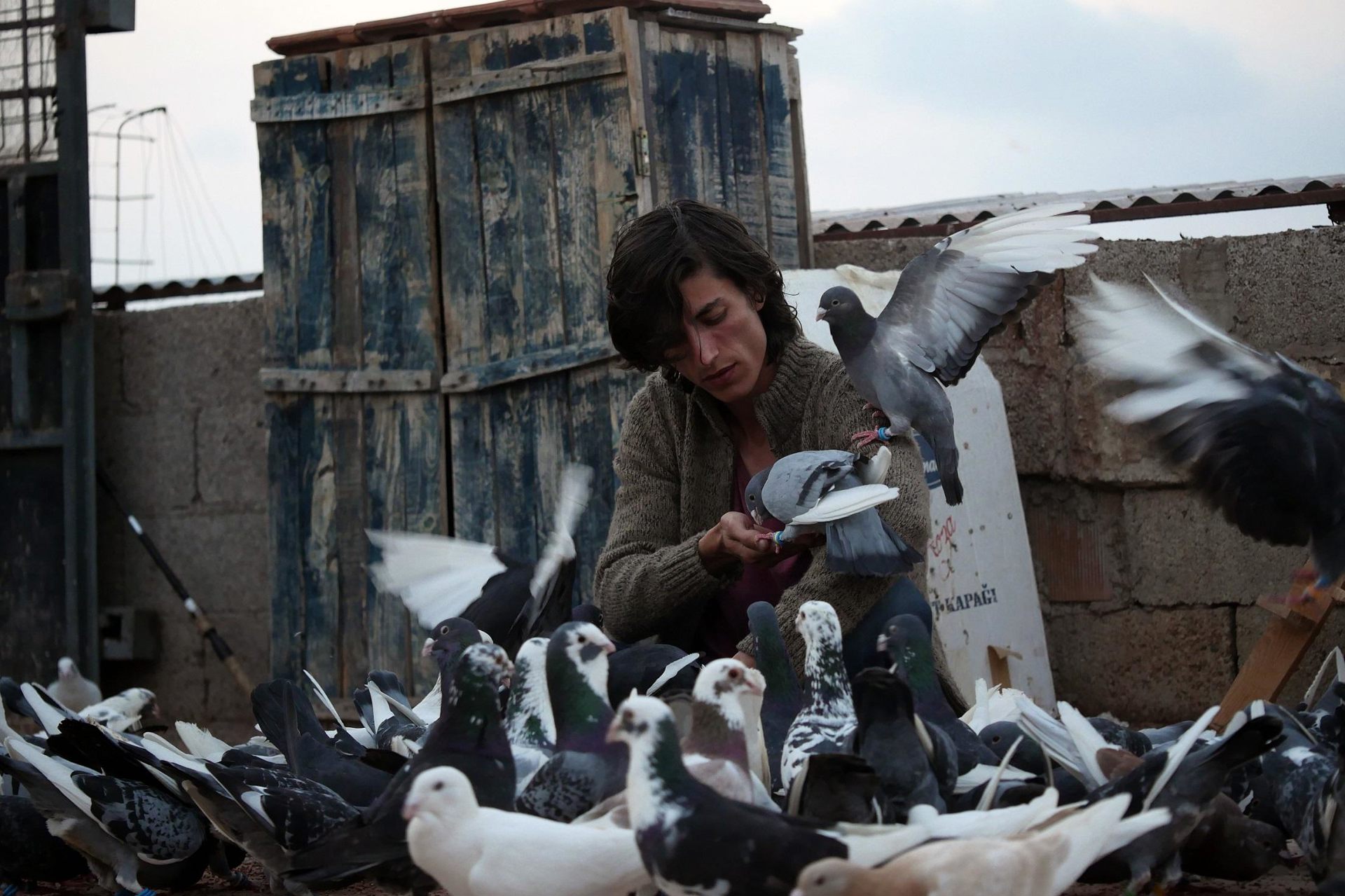 THE PIGEON