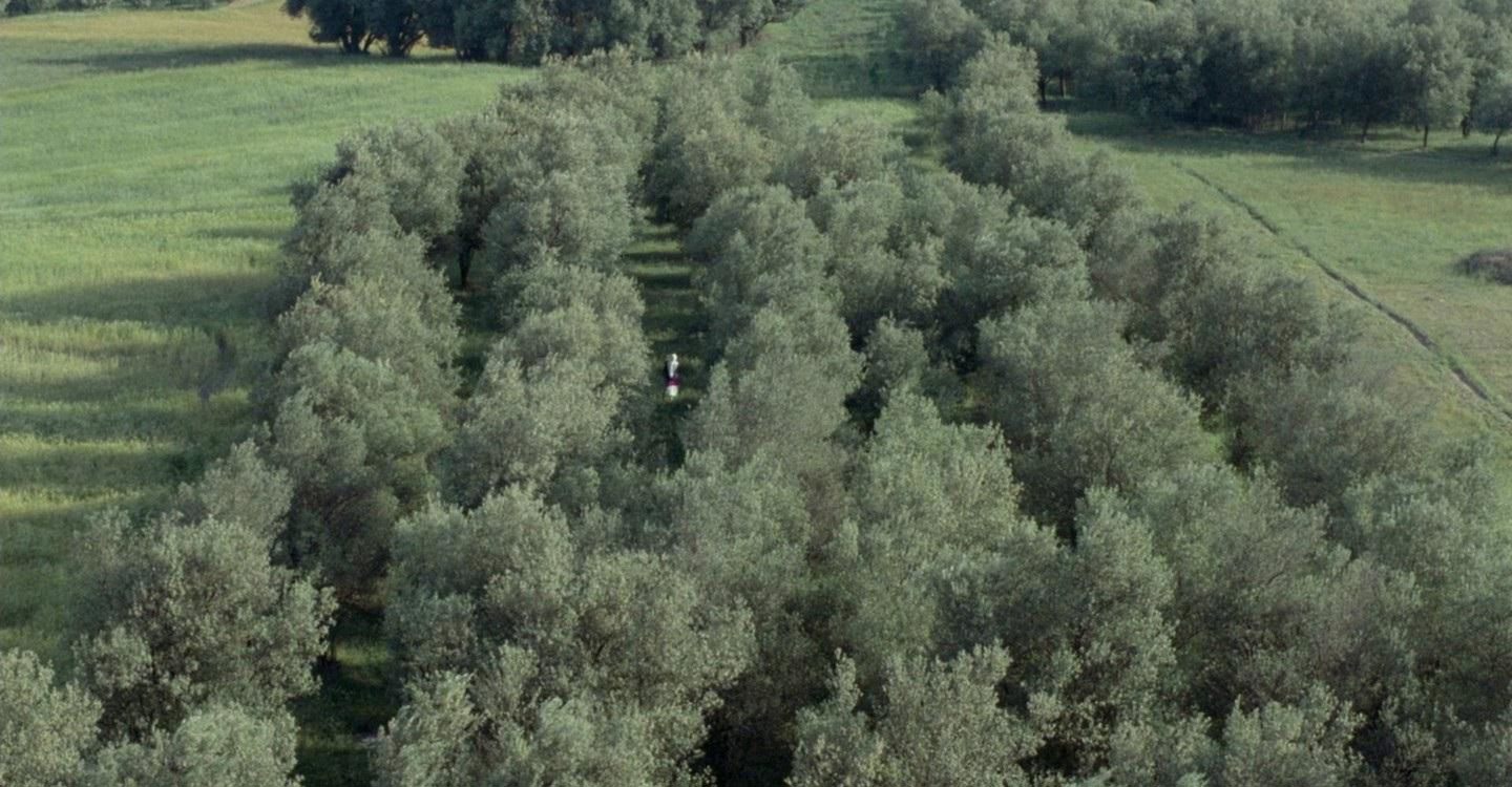 THROUGH THE OLIVE TREES