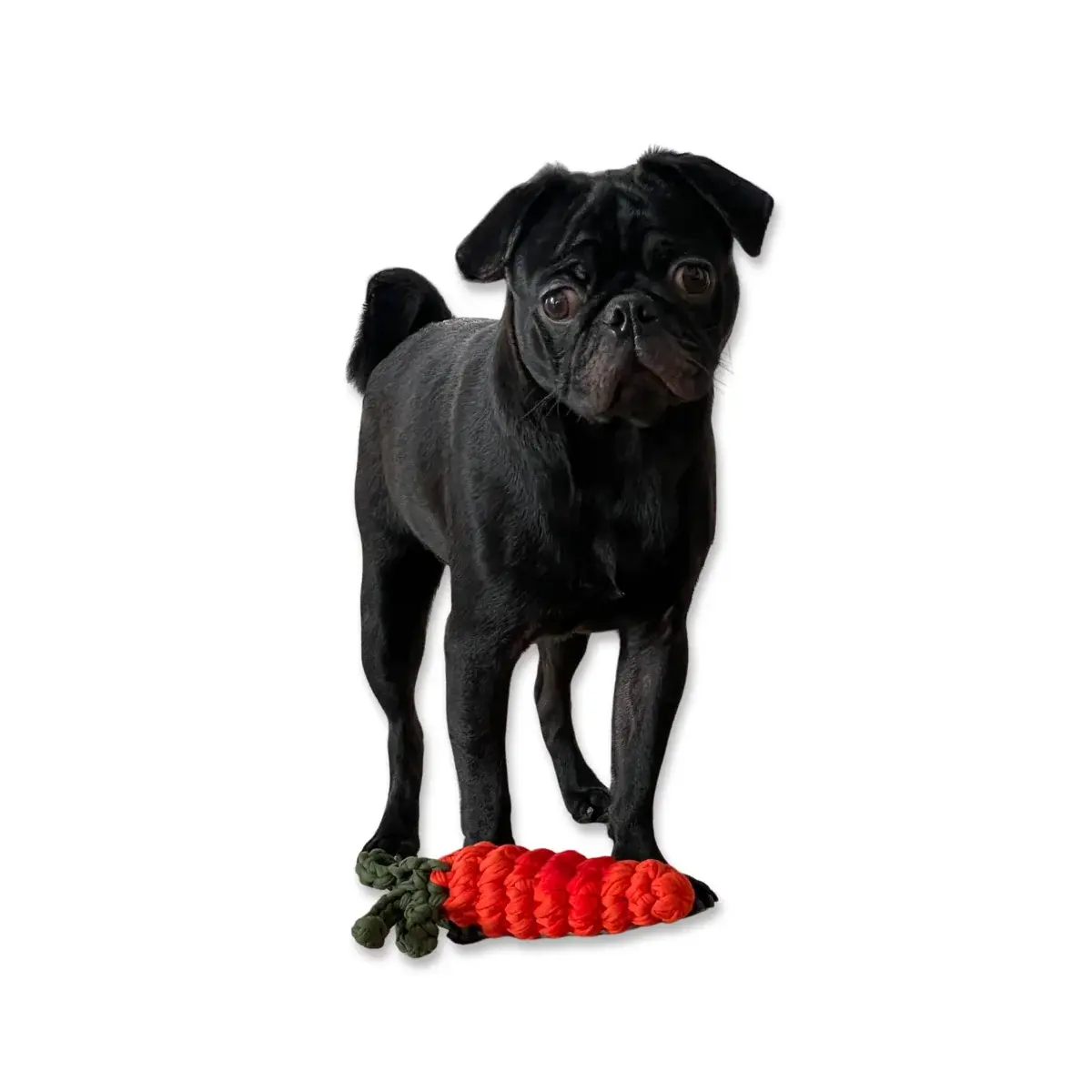 St. Pia - Toy - Carrot