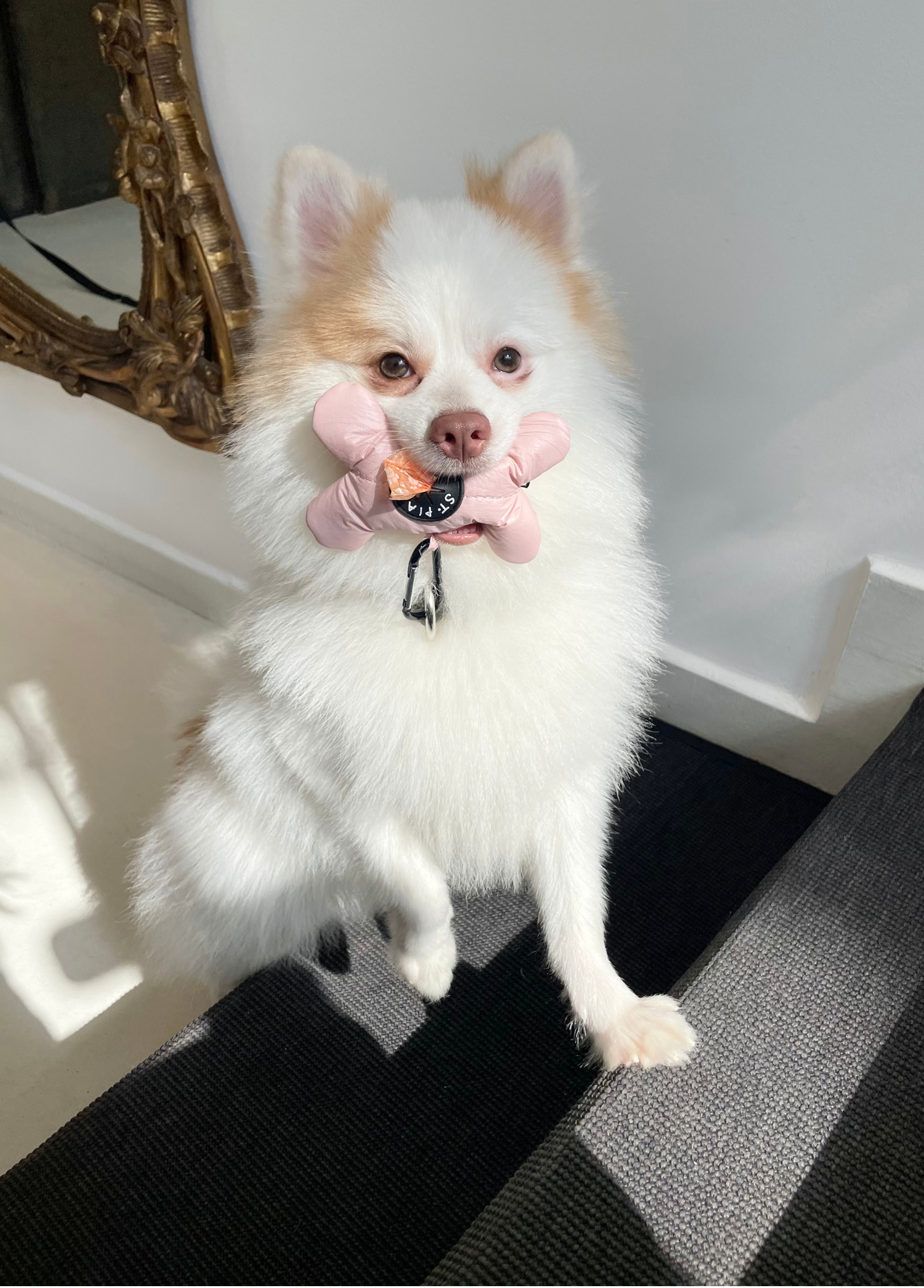 St. Pia - Poop Bag Holder Bag Accessory - Osso - Pink