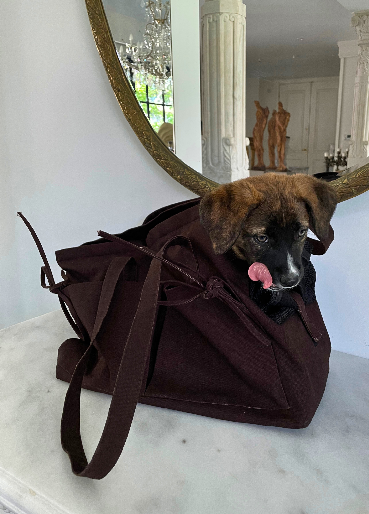 St. Pia - Tote Bag + Pet  Carrier - Marsu - Deep Brown