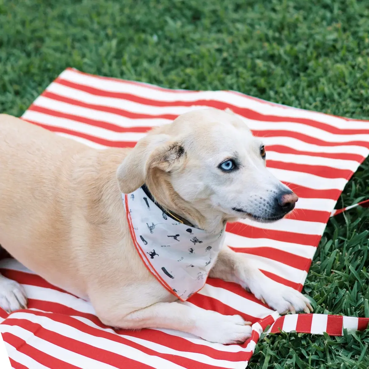 St. Pia - Bandana - Gazette