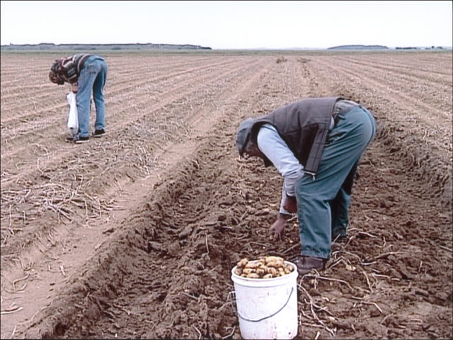 THE GLEANERS AND I