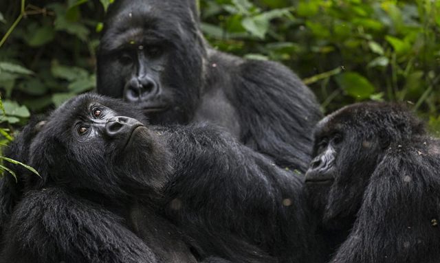 VIRUNGA