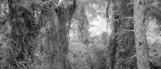 Panorama Konuşmaları