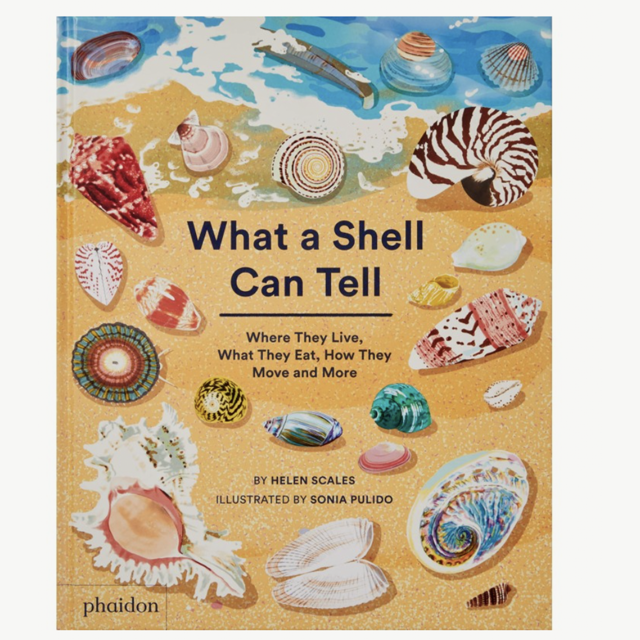 What a Shell Can Tell