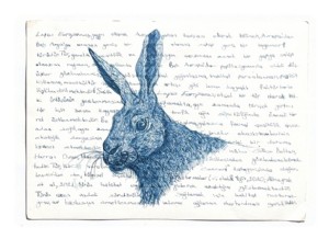 Hesen Chalak / Lepus Europaeus 11