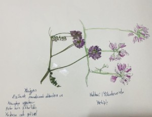Rojbin Gümüşgöz / Körigen